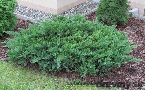 Borievka netatová Tamariscifolia, výška 20/30cm, v črepníku Juniperus sabina Tamariscifolia