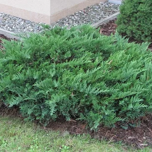 Borievka netatová Tamariscifolia, výška 20/30cm, v črepníku Juniperus sabina Tamariscifolia