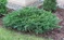 Borievka netatová Tamariscifolia, výška 20/30cm, v črepníku Juniperus sabina Tamariscifolia