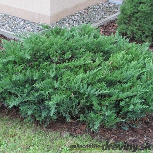 Borievka netatová Tamariscifolia, výška 20/30cm, v črepníku Juniperus sabina Tamariscifolia