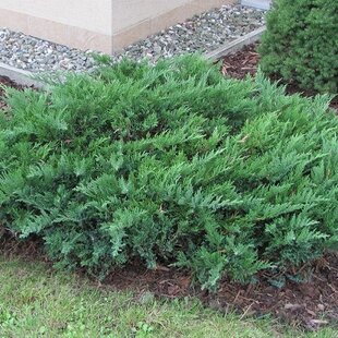 Borievka netatová Tamariscifolia, výška 20/30cm, v črepníku Juniperus sabina Tamariscifolia