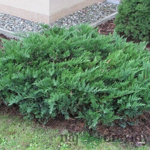 Borievka netatová Tamariscifolia, výška 20/30cm, v črepníku Juniperus sabina Tamariscifolia