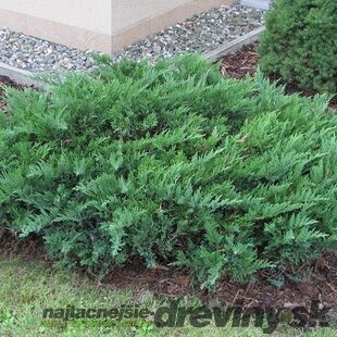 Borievka netatová Tamariscifolia, výška 20/30cm, v črepníku Juniperus sabina Tamariscifolia