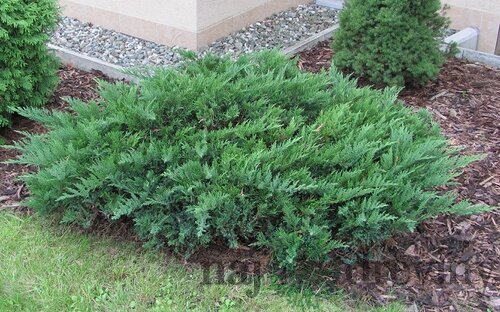 Borievka netatová Tamariscifolia, výška 20/30cm, v črepníku Juniperus sabina Tamariscifolia