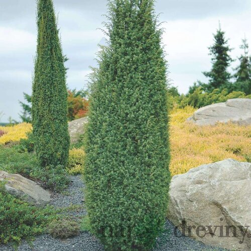 Borievka obyčajná Arnold 30/40 cm, v črepníku Juniperus communis Arnold