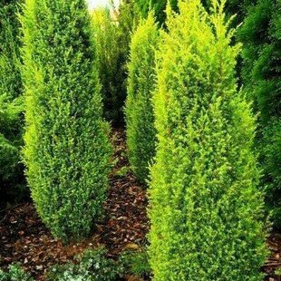 Borievka obyčajná Gold Cone, výška 20/40 cm, v črepníku 3l Juniperus communis Gold Cone