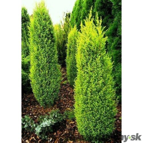 Borievka obyčajná Gold Cone, výška 20/40 cm, v črepníku 3l Juniperus communis Gold Cone