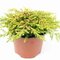 Borievka obyčajná Goldschatz, výška 20/30 cm, v črepníku Juniperus communis Goldschatz