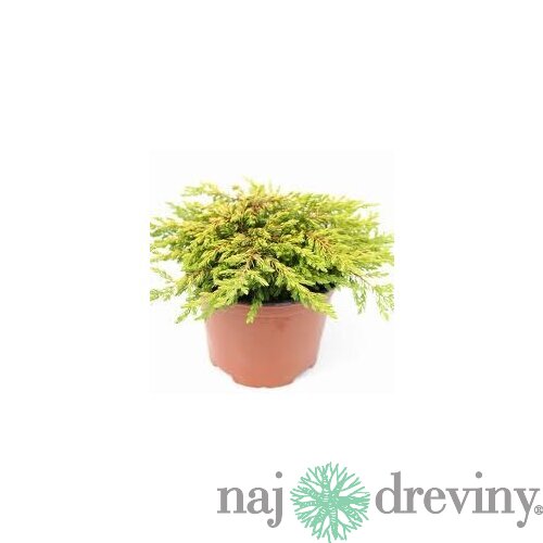 Borievka obyčajná Goldschatz, výška 20/30 cm, v črepníku Juniperus communis Goldschatz