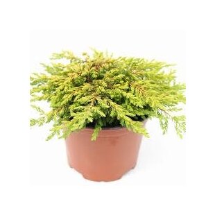 Borievka obyčajná Goldschatz, výška 20/30 cm, v črepníku Juniperus communis Goldschatz