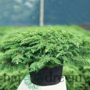 Borievka obyčajná Green Carpet 10/20 cm, v črepníku P9
