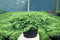 Borievka obyčajná Green Carpet 10/20 cm, v črepníku P9