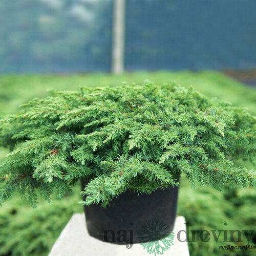 Borievka obyčajná Green Carpet 10/20 cm, v črepníku P9