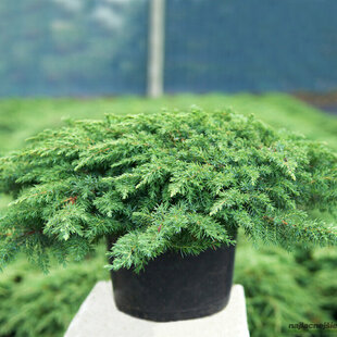Borievka obyčajná Green Carpet 10/20 cm, v črepníku P9