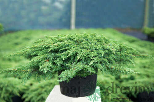 Borievka obyčajná Green Carpet 10/20 cm, v črepníku P9