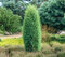 Borievka obyčajná Hiibernica (stĺpovitá) 10/20 cm v črepníku P9 Juniperus communis