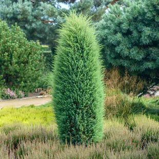 Borievka obyčajná Hiibernica (stĺpovitá) 10/20 cm v črepníku P9 Juniperus communis