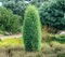 Borievka obyčajná Hiibernica (stĺpovitá) 30/40 cm v črepníku 3l Juniperus communis