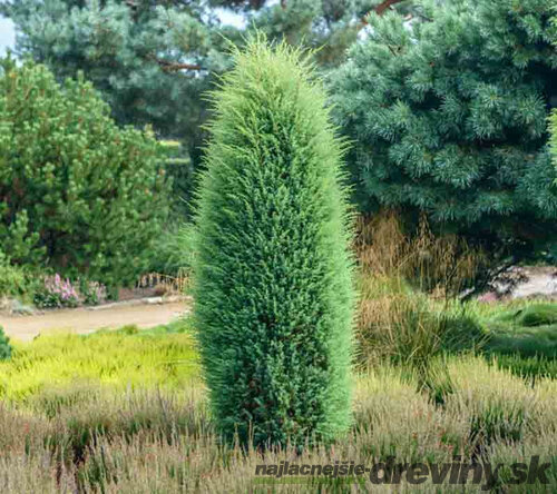 Borievka obyčajná Hiibernica (stĺpovitá) 30/40 cm v črepníku 3l Juniperus communis