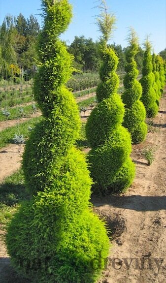 Borievka obyčajná (Juniperus Comunis)