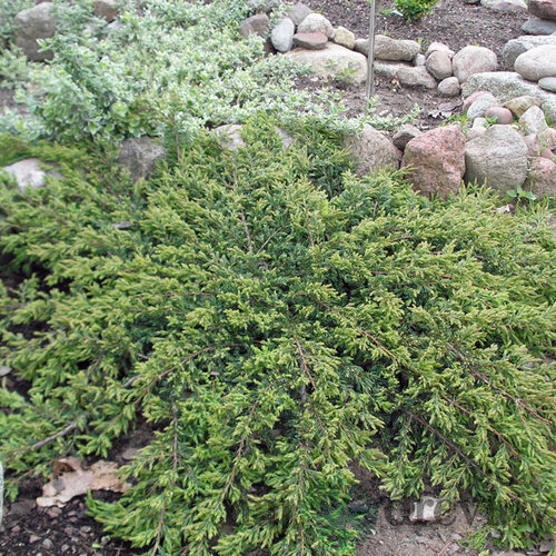 Borievka obyčajná Repanda, 20/30cm, v črepníku Juniperus communis Repanda