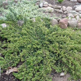 Borievka obyčajná Repanda, 20/30cm, v črepníku Juniperus communis Repanda