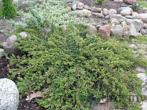 Borievka obyčajná Repanda, 20/30cm, v črepníku Juniperus communis Repanda