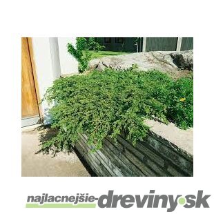Borievka obyčajná Repanda, výška 15/20 cm, v črepníku P9 Juniperus communis