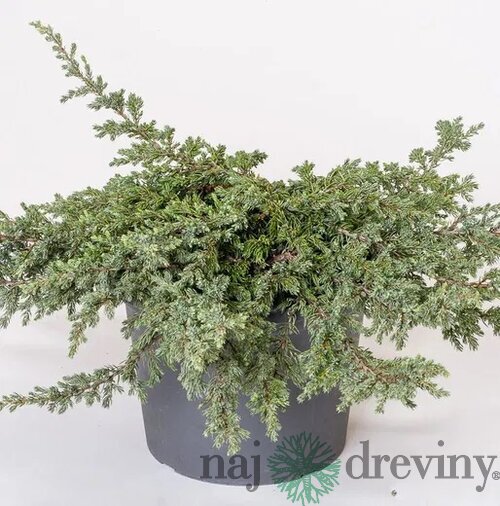Borievka obyčajná Repanda, výška 15/20 cm, v črepníku P9 Juniperus communis