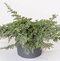 Borievka obyčajná Repanda, výška 15/20 cm, v črepníku P9 Juniperus communis