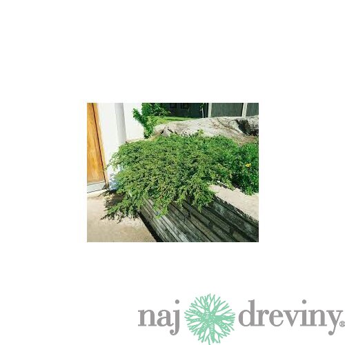 Borievka obyčajná Repanda, výška 15/20 cm, v črepníku P9 Juniperus communis