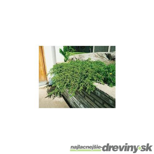 Borievka obyčajná Repanda, výška 15/20 cm, v črepníku P9 Juniperus communis