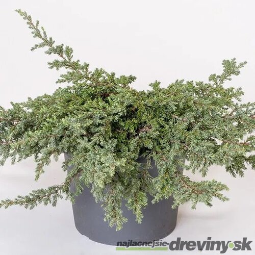 Borievka obyčajná Repanda, výška 15/20 cm, v črepníku P9 Juniperus communis