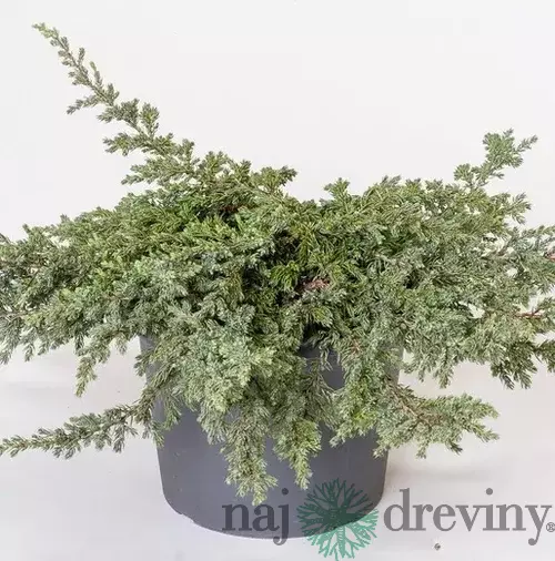 Borievka obyčajná Repanda, výška 15/20 cm, v črepníku P9 Juniperus communis