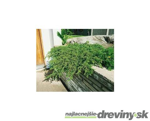 Borievka obyčajná Repanda, výška 15/20 cm, v črepníku P9 Juniperus communis