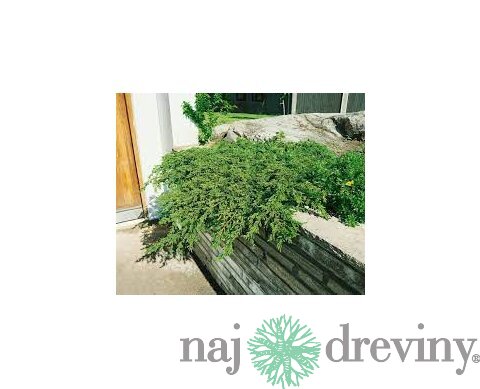 Borievka obyčajná Repanda, výška 15/20 cm, v črepníku P9 Juniperus communis