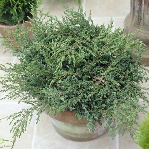 Borievka obyčajná Repands, výška 20/20 cm, v črepníku 3l Juniperus communis