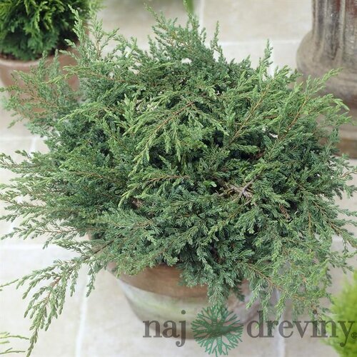 Borievka obyčajná Repands, výška 20/30 cm, v črepníku 3l Juniperus communis