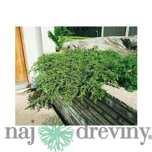 Borievka obyčajná Repands, výška 20/30 cm, v črepníku 3l Juniperus communis