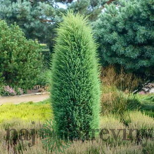 Borievka obyčajná stlpovitá Hibernica, výška 30/40 cm, v črepníku 3l Juniperus communis ‘Hibernica‘