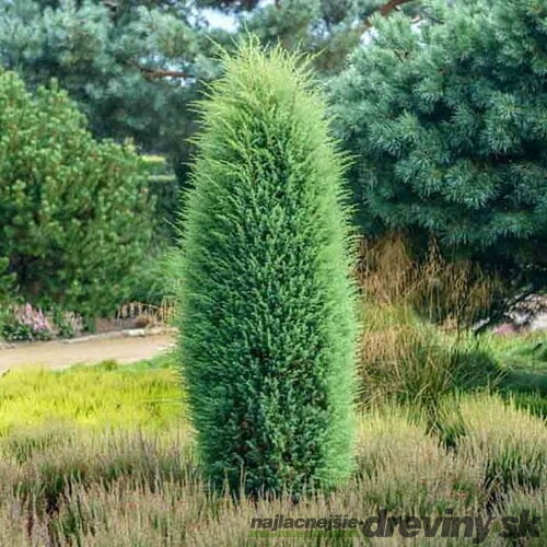 Borievka obyčajná stlpovitá Hibernica, výška 30/40 cm, v črepníku 3l Juniperus communis ‘Hibernica‘