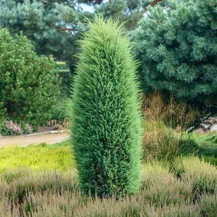 Borievka obyčajná stlpovitá Hibernica, výška 30/40 cm, v črepníku 3l Juniperus communis ‘Hibernica‘