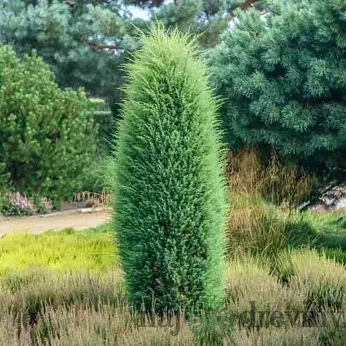 Borievka obyčajná stlpovitá Hibernica, výška 30/40 cm, v črepníku 3l Juniperus communis ‘Hibernica‘