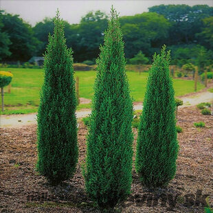 Borievka obyčajná Suecica výška 20/25 cm, v črepníku P9 Juniperus communis