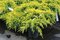 Borievka pfitzerova Gold Star 10/20 cm v črepníku P9 Juniperus pfitzeriana