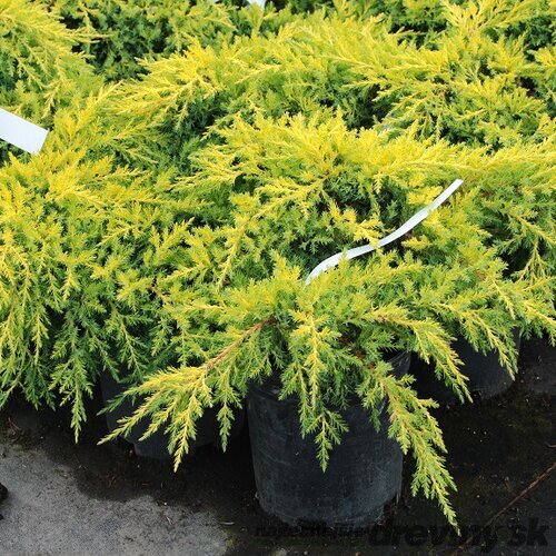 Borievka pfitzerova Gold Star 20/25 cm v črepníku P9 Juniperus pfitzeriana