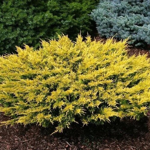 Borievka pfitzerova Gold Star 20/25 cm v črepníku P9 Juniperus pfitzeriana