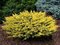 Borievka pfitzerova Gold Star 20/25 cm v črepníku P9 Juniperus pfitzeriana