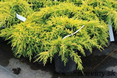 Borievka pfitzerova Gold Star 20/25 cm v črepníku P9 Juniperus pfitzeriana
