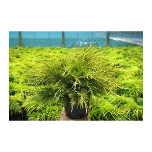 Borievka pfitzerova Gold Star 20/40 cm v črepníku 3l Juniperus media Gold Star